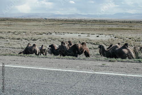 herd of camels