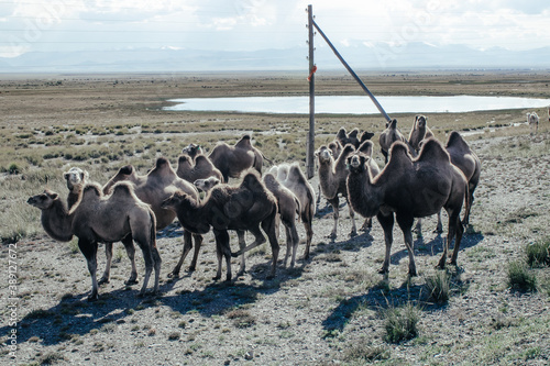 Camels