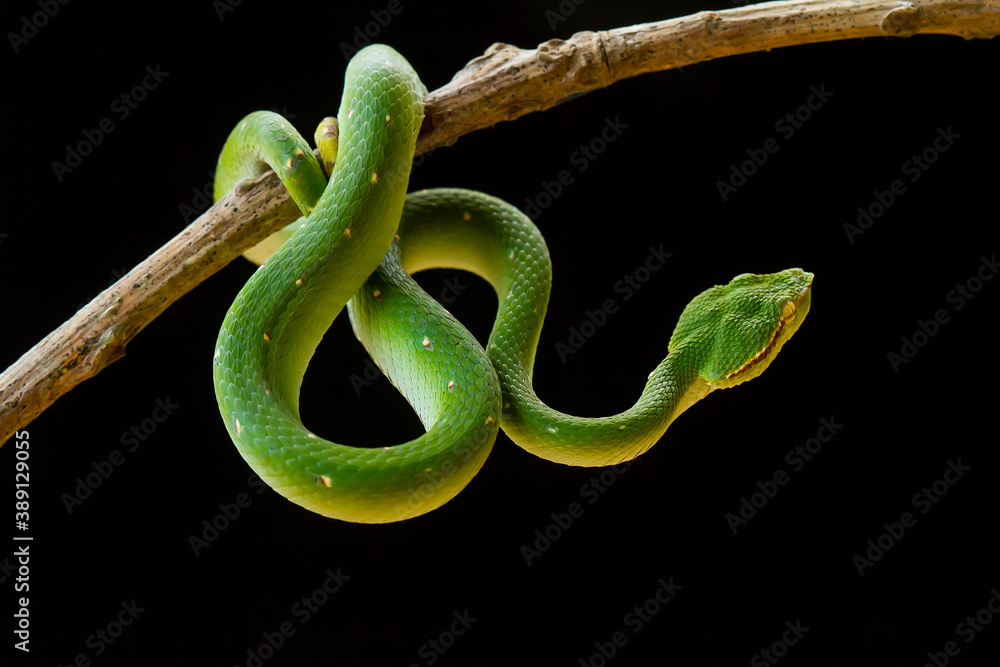 Obraz premium Tropidolaemus subannulatus aka Viper Borneo Snake on Wildlife