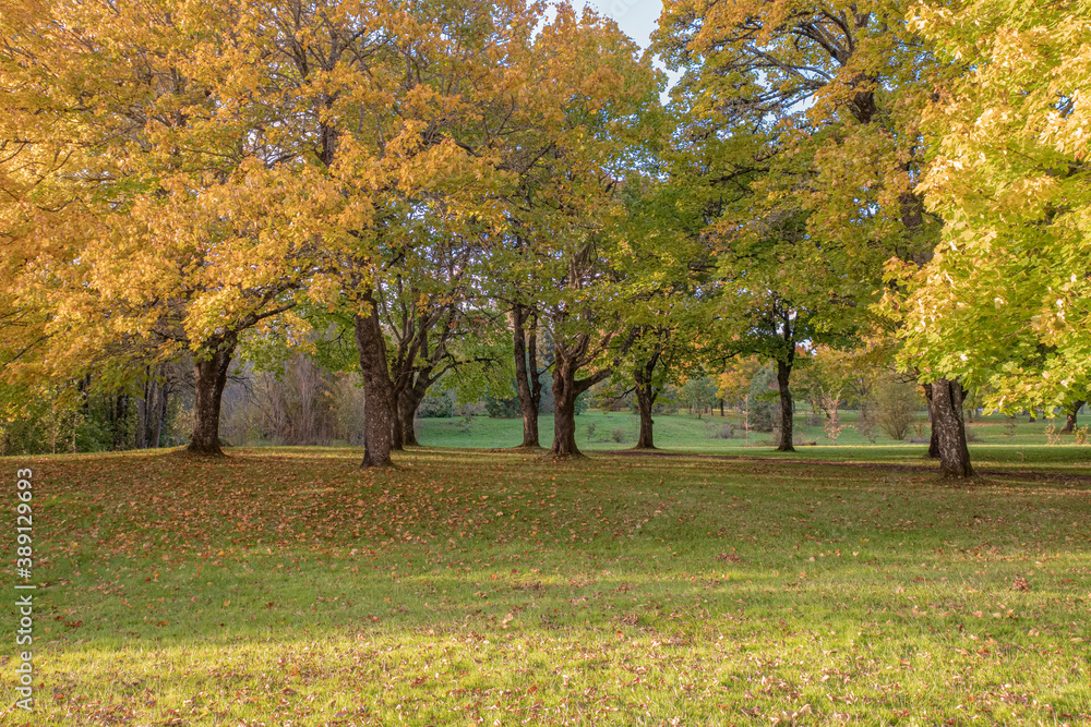 Naklejka premium Autumn in a public park Oregon state.