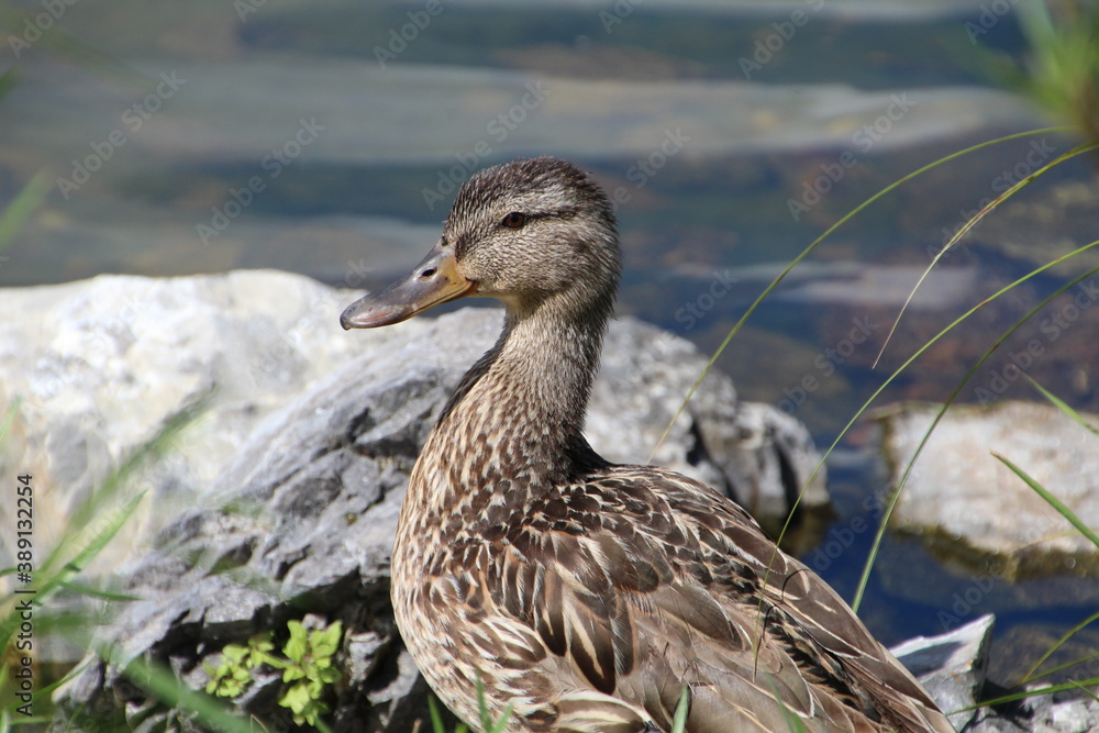 Mallard By The Lake, William Hawrelak Park, Edmonton, Alberta