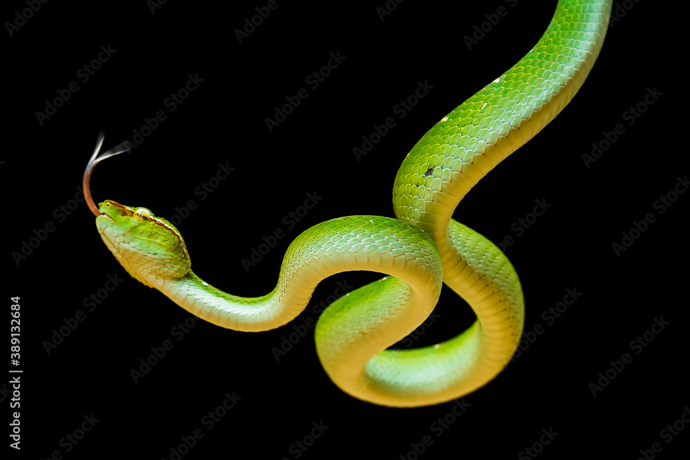 Tropidolaemus subannulatus aka Viper Borneo Snake on Wildlife Tropidolaemus subannulatus aka Viper Borneo Snake on Wildlife