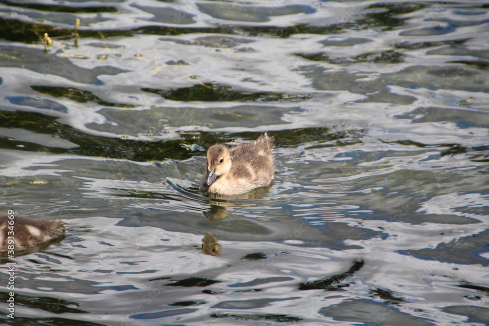 Fototapeta premium Young Duck, William Hawrelak Park, Edmonton, Alberta