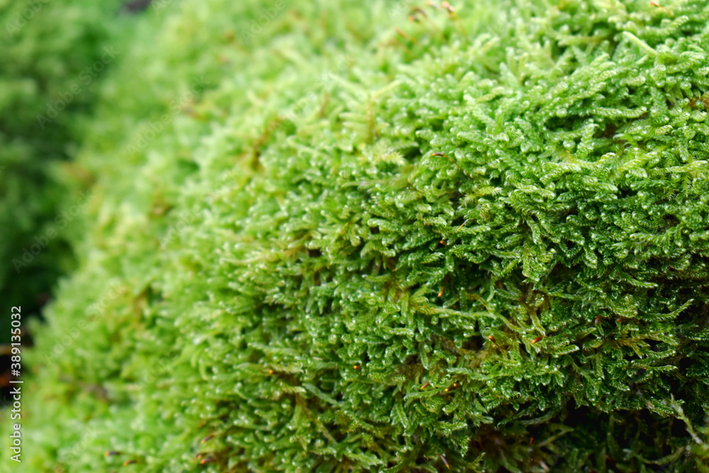 Closeups of natural green moss with blurring background Closeups of natural green moss with blurring background