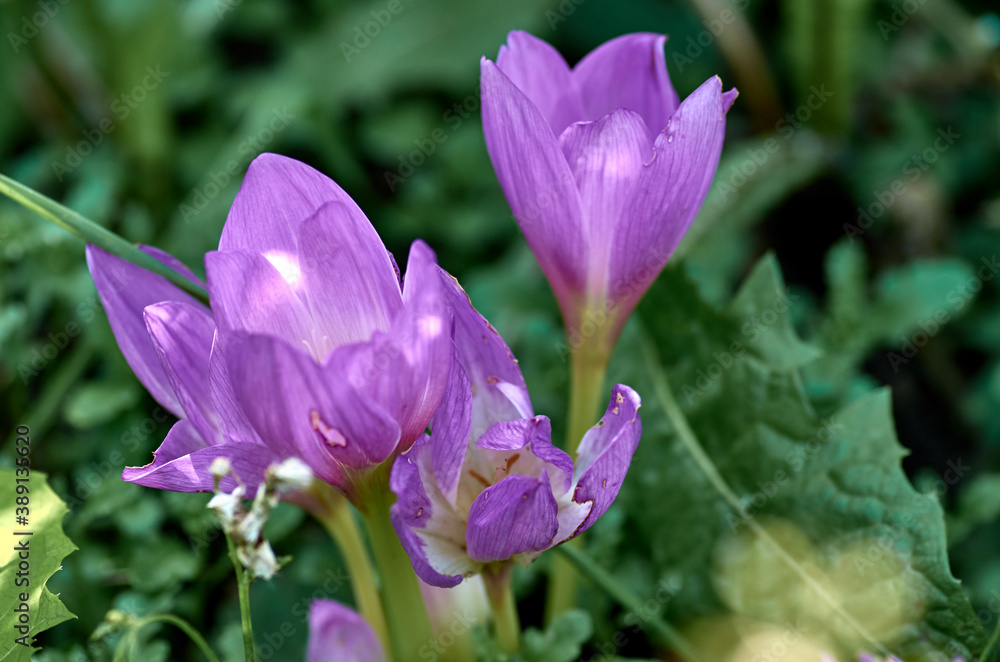 Fototapeta premium purple crocus flowers in spring