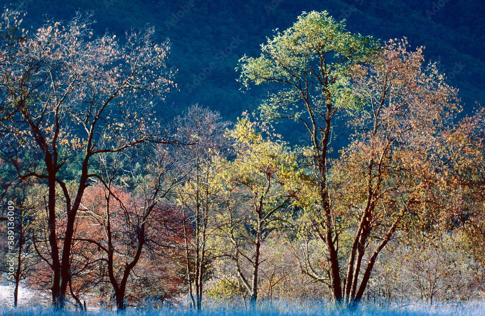 387-98 Autumn Frost in the Valley 387-98 Autumn Frost in the Valley