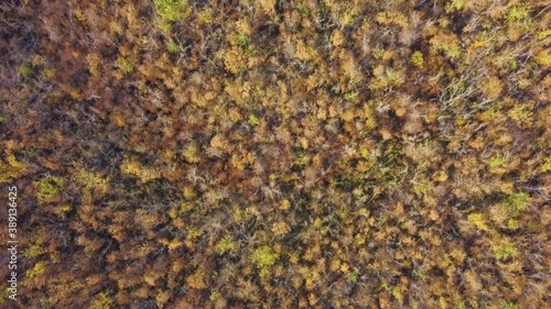 Autumn Forest with Golden Foliage. Yellow Leaves on Tree Crowns in Fall. Aerial Top View captured with Drone