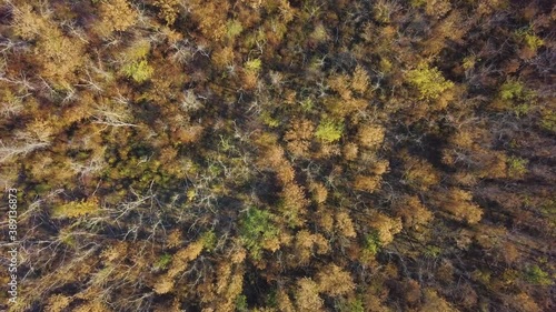 Autumn Forest with Golden Foliage. Yellow Leaves on Tree Crowns in Fall. Aerial Top View captured with Drone