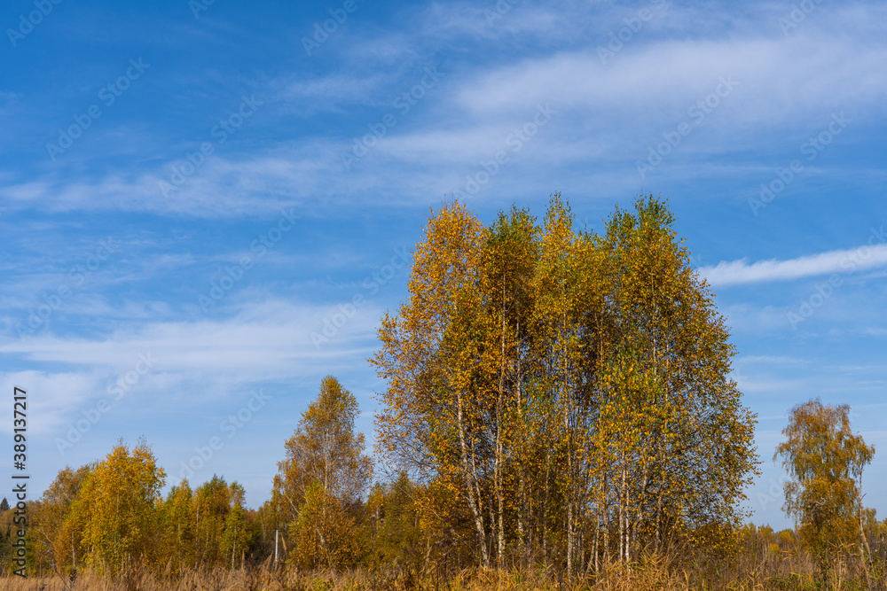 Autumn birch forest against the blue sky
