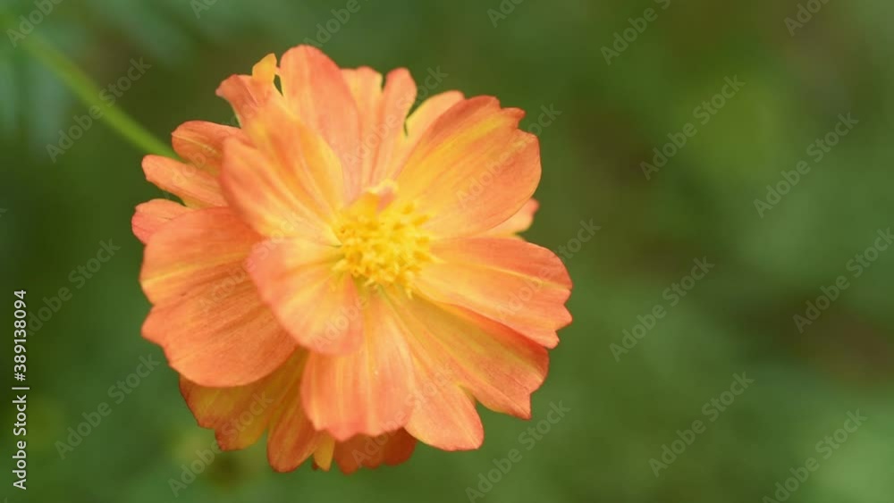 orange flower with dew orange flower with dew