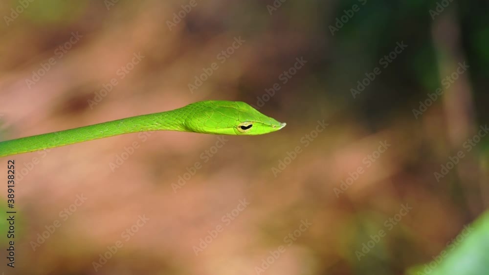 green snake on tree green snake on tree