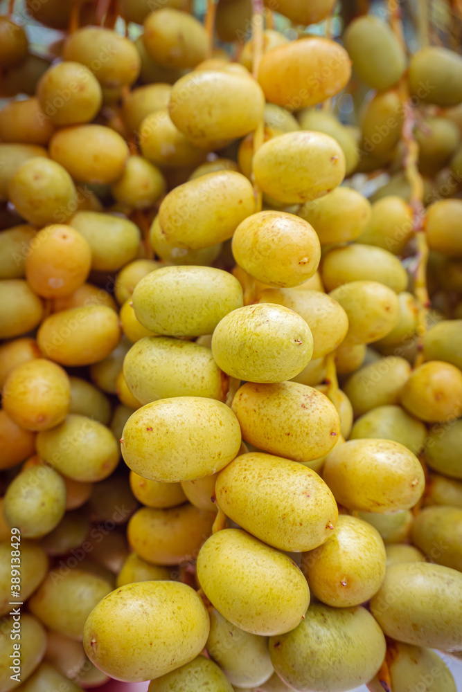 Ripped date fruits hanging on a palm tree, ready to harvest.
Ripped date fruits hanging on a palm tree, ready to harvest.