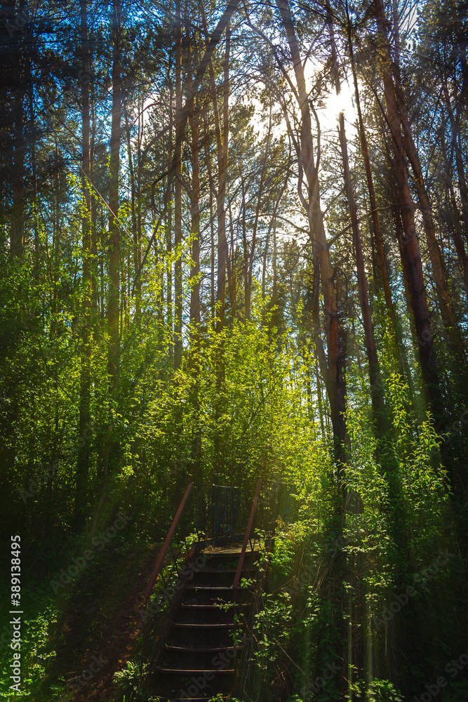 Obraz premium forest in the morning