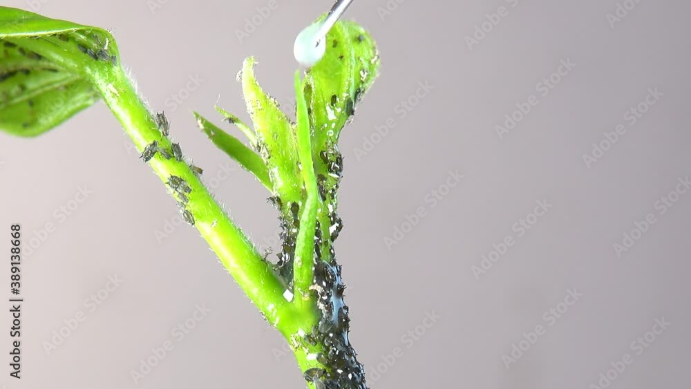 Insect Aphids - a colony on a plant stem poured with medical alcohol from a syringe-2 Insect Aphids - a colony on a plant stem poured with medical alcohol from a syringe-2