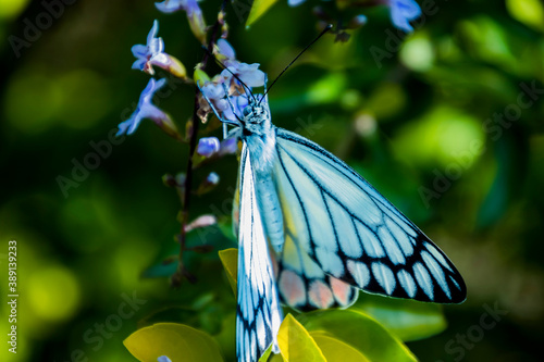 Butterfly, Common Jezebel having Nectar photo