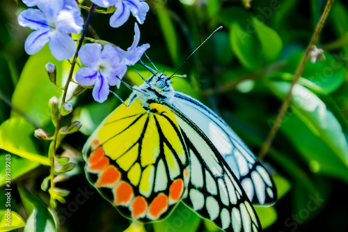 Butterfly, Common Jezebel having Nectar