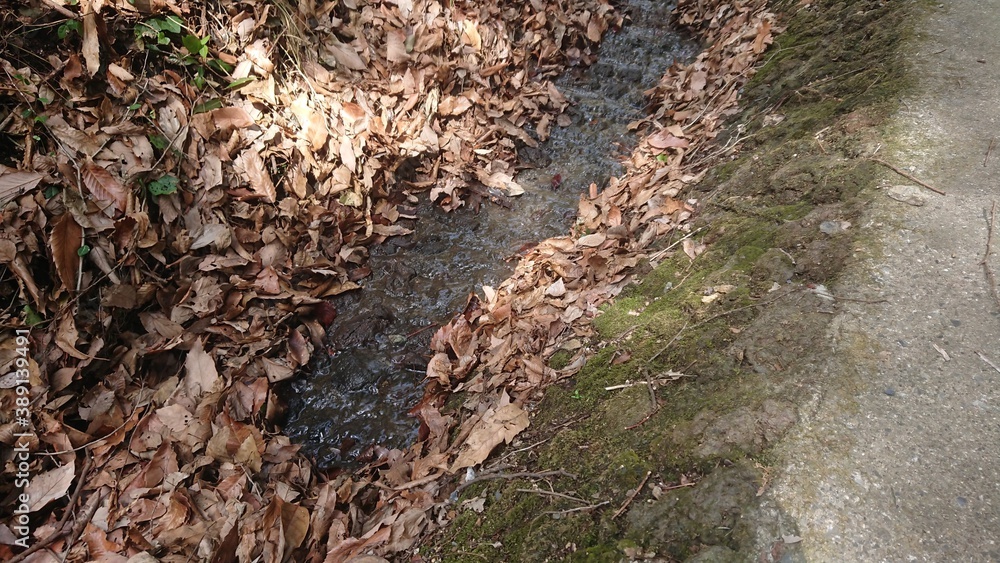 Obraz premium 枯葉と小川と岩苔と・・・