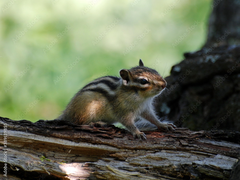 Young Asian Chipmunk (Tamias sibiricus) sitting on an old log on a Sunny summer morning. Khanty-Mansiysk. Western Siberia. Russia. Young Asian Chipmunk (Tamias sibiricus) sitting on an old log on a Sunny summer morning. Khanty-Mansiysk. Western Siberia. Russia.