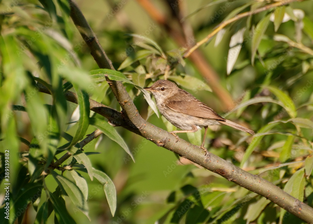 A small whitethroat (Sylvia communis) sits on a willow branch on a Sunny summer day. Khanty-Mansiysk. Western Siberia. Russia. A small whitethroat (Sylvia communis) sits on a willow branch on a Sunny summer day. Khanty-Mansiysk. Western Siberia. Russia.