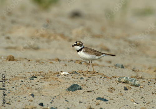 Yellow-eyed Little ringed plover (Charadrius dubius) walks on the sand on a Sunny summer morning. Khanty-Mansiysk. Western Siberia. Russia.