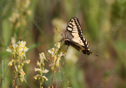 A large swallowtail (Papilio machaon) eats nectar sitting on a yellow flower on a summer day. Khanty-Mansiysk. Western Siberia. Russia.