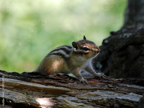 Obraz na płótnie Young Asian Chipmunk (Tamias sibiricus) sitting on an old log on a Sunny summer morning. Khanty-Mansiysk. Western Siberia. Russia. w salonie
