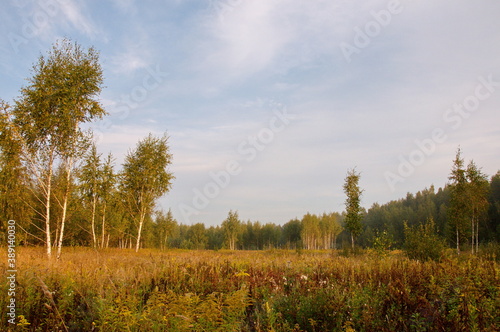 Birches and dry grass in the field in the early September morning.