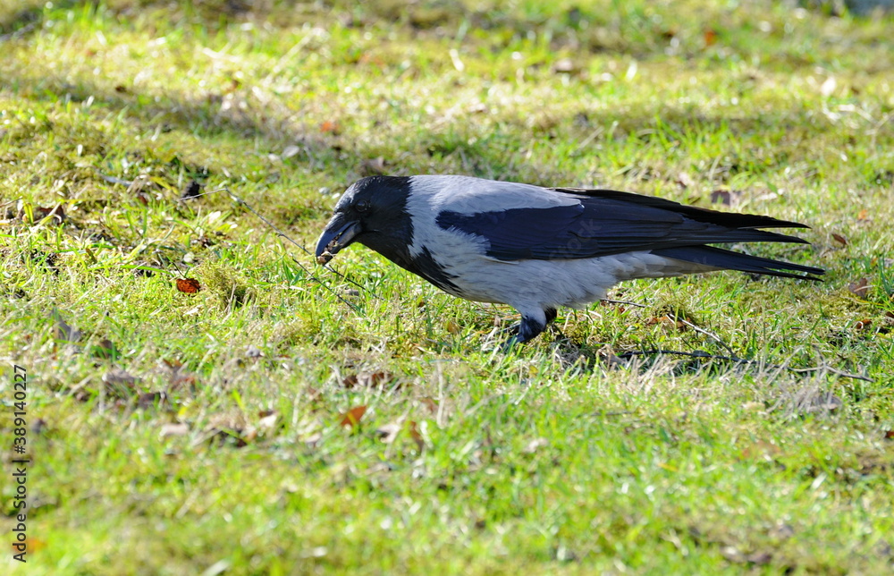 Obraz premium The grey crow (Corvus cornix) collects material for building a nest on a Sunny spring day. Moscow region. Russia.