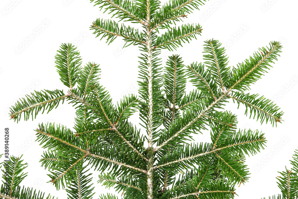 Big branch of fir. Christmas tree before decorating. Big branch of fir. Christmas tree before decorating.