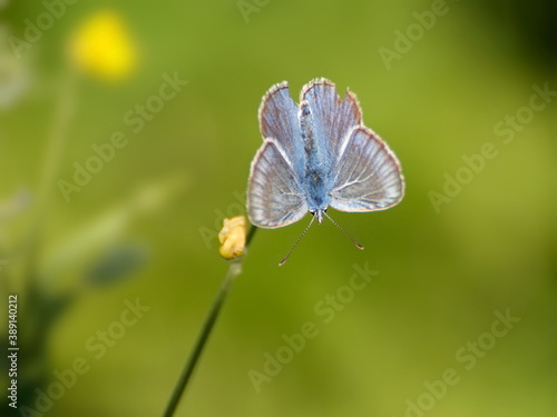 Small common Blue butterfly (Polyommatus icarus) on a blade of grass on a Sunny July morning. Moscow region. Russia.