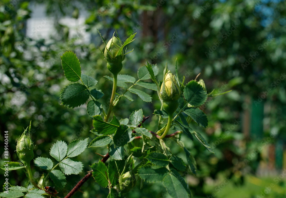 Yellow rosehip buds on a Sunny summer morning. Yellow rosehip buds on a Sunny summer morning.
