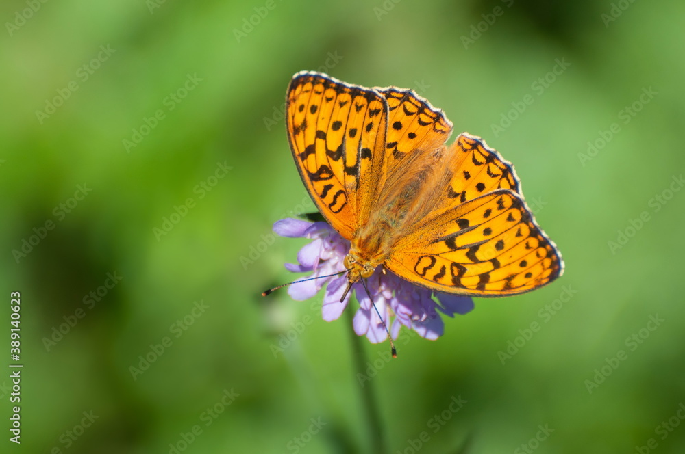 A large silver-washed Fritillary butterfly (Argynnis paphia) collects nectar on a pink flower on a July day. Moscow region. Russia. A large silver-washed Fritillary butterfly (Argynnis paphia) collects nectar on a pink flower on a July day. Moscow region. Russia.