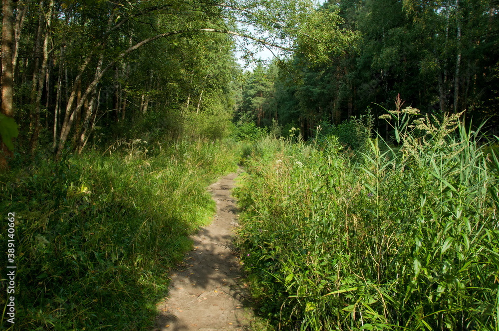 Obraz premium Forest path on a Sunny summer day. Moscow region. Russia.