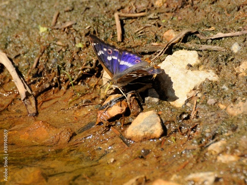 Butterfly Lesser Purple Emperor ( Apatura ilia) drinking water s a hot summer day.