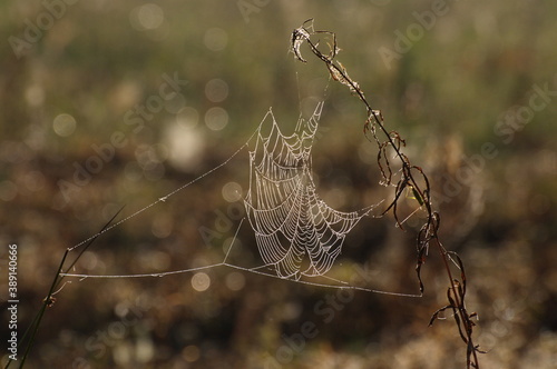 Cobwebs in the meadow on a summer morning. Moscow region. Russia.
