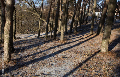 Trees and their shadows on a Sunny winter January day. The Ryazan region. Russia