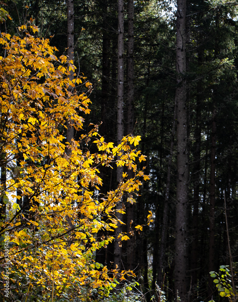 Obraz premium Laubbaum im Wald