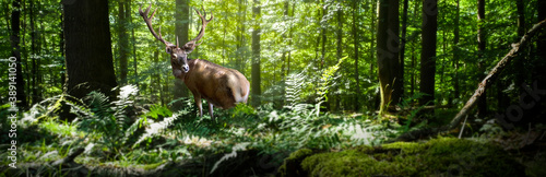 A 14-headed bull deer in a green forest