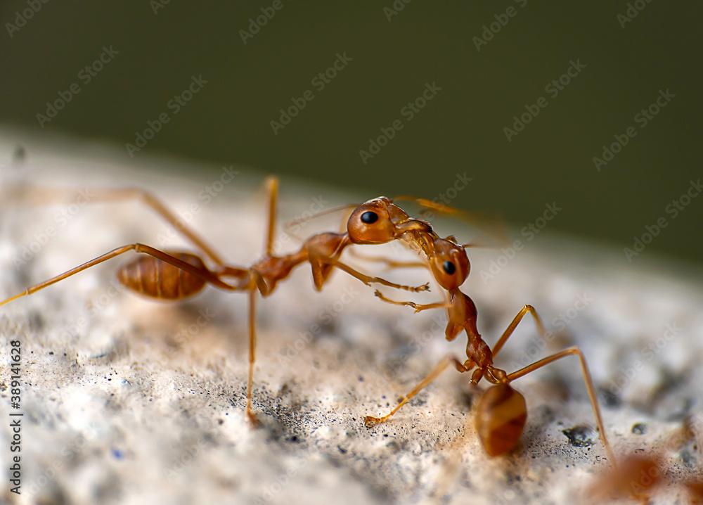 ants wrestling on the ground- closeup