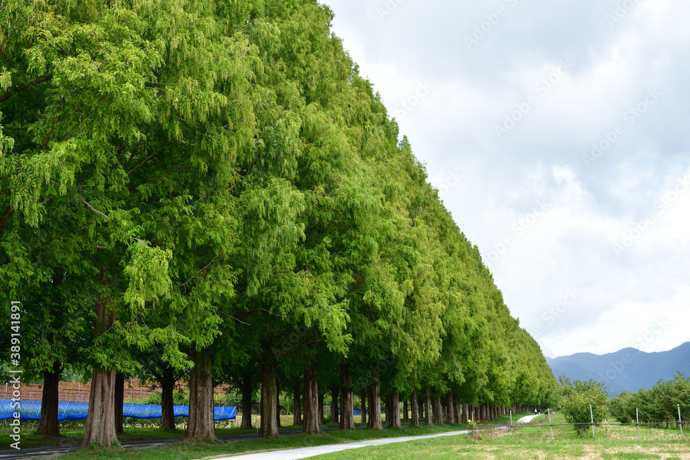 緑のメタセコイア並木