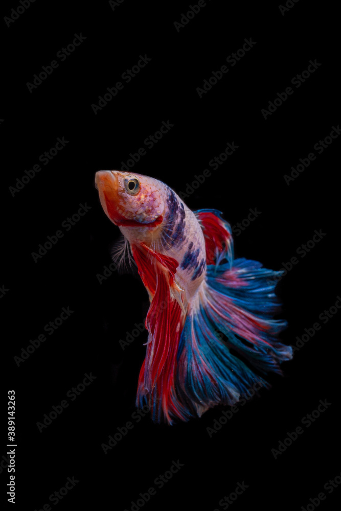 Fototapeta premium siamese fighting fish isolated on black background