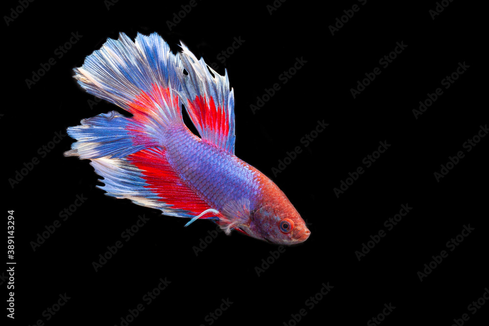 siamese fighting fish siamese fighting fish
