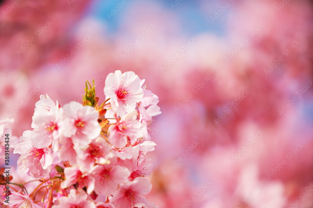 桜を愛でる春の休日