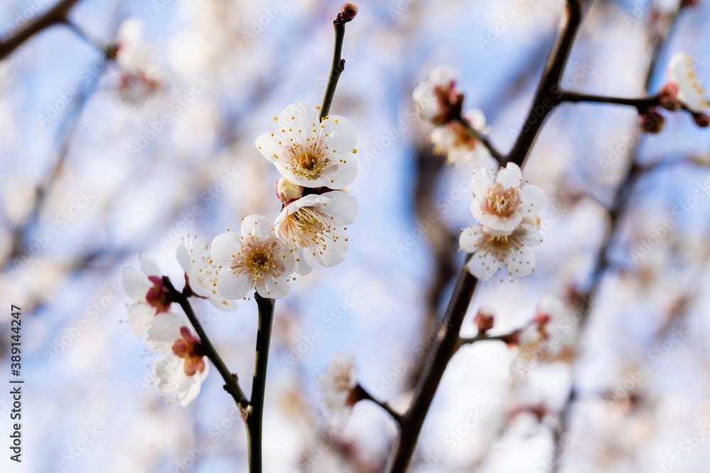 梅花 梅花