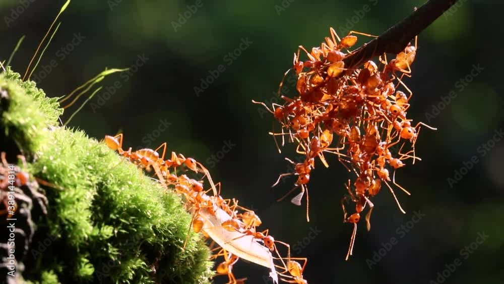 Ant action standing. Ant bridge unity team, Concept team work together Ant action standing. Ant bridge unity team, Concept team work together