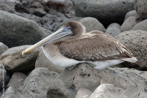 Brown pelican (pelecanus occidentalis) in Galapagos Islands, Ecuador photo