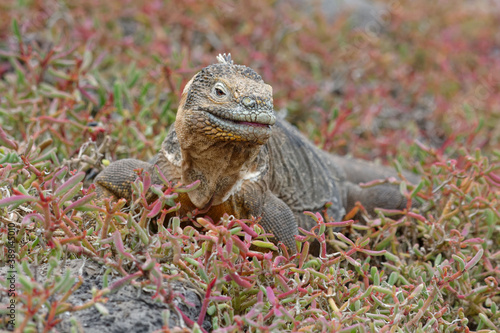 Land iguana (conolophus subcristatus) in Galapagos Islands, Ecuador photo