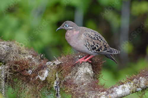 Galapagos dove (zenaida galapagoensis) in Santa Cruz Island, ECuador photo