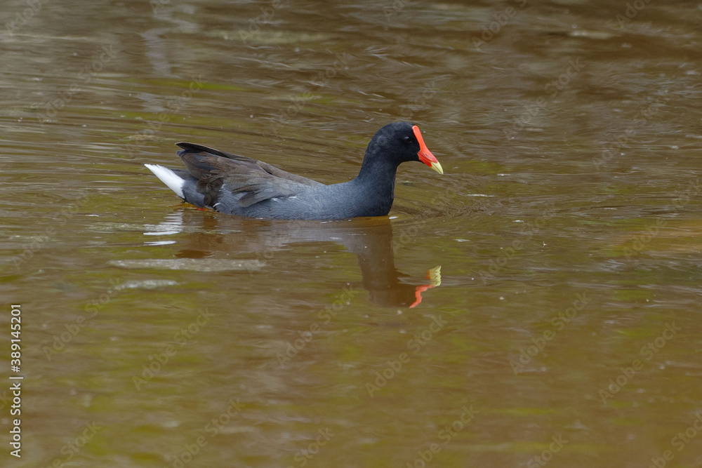 Common Gallinule (Gallinula galeata) - Isabela Island, Galapagos Islands, Ecuador Common Gallinule (Gallinula galeata) - Isabela Island, Galapagos Islands, Ecuador