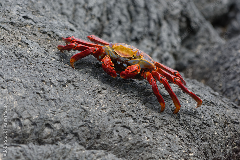 Red rock crab (grapsus grapsus) in Galapagos Islands, Ecuador Red rock crab (grapsus grapsus) in Galapagos Islands, Ecuador